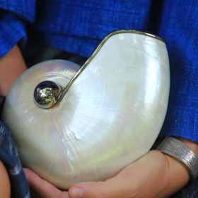 Large conch